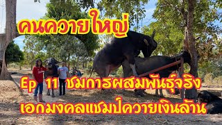 คนควายใหญ่ Ep 11 ชมการผสมพันธุ์จริงเอกมงคลแชมป์พ่อพันธุ์ควายเงินล้าน
