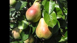 Груша  ОБРЕЗКА И ОБНОВЛЕНИЕ ВЕТВЕЙ.