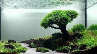 Кристально чистая вода в аквариуме, секреты аквариумиста