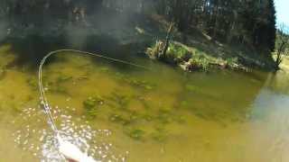 Fly Fishing in Poland for European Chub