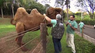 Animal Planet - Dr. Selvagem - Reel