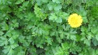 СКАЧАТЬ ФУТАЖИ для видеомонтажа.Весна.Петрушка.Пение птиц.Одуванчик.Nature.Free footage