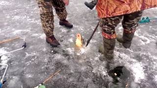 Зимняя рыбалка на карпа.Ловля карпов зимой.