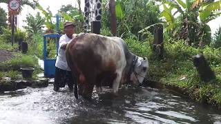 Cara Menuntun Sapi dan Budaya Memandikan Sapi di Kalasan Sleman DIY