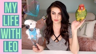 My Parrot's Life So Far |THE LEO UPDATE | MY AMAZON PARROT