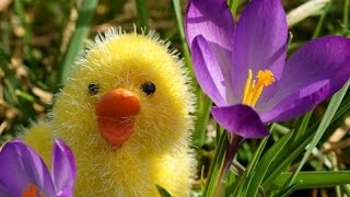 FELIZ PASCUA | BENDICIONES ♥