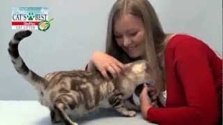 Cats Best Öko Plus - Nature Gold Topaklaşan Kedi Kumu - Pipet Market