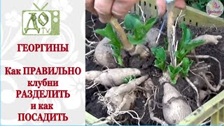 ГЕОРГИНЫ / DAHLIA. Как СОХРАНИТЬ до весны, как РАЗДЕЛИТЬ и как правильно ПОСАДИТЬ