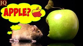 10 прикольных вещей для ХОМЯКОВ / Лайфхаки для владельце хомяков //Julie Queen