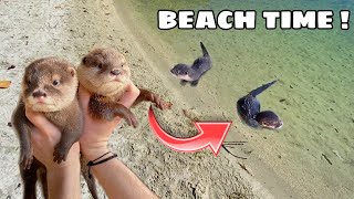TAKING BABY OTTERS TO THE BEACH ! WILL THEY SWIM AWAY ?!