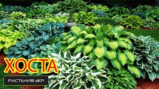 Хоста посадка и уход / Хоста из семян