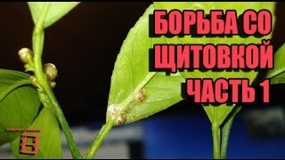Борьба со щитовкой (вредители комнатных растений). Часть 1