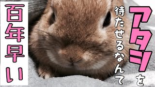 夜の部屋んぽが遅くて足ダンで怒りをあらわにするうさぎ #274