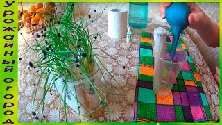 РАССАДА ЛУКА БЕЗ ЗЕМЛИ!