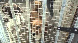 Berry y Manchas  perros para adoptar en Almería