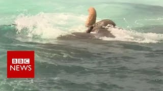Elephant found swimming 16km out to sea - BBC News