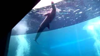 Dolphin try to have sex with a buoy