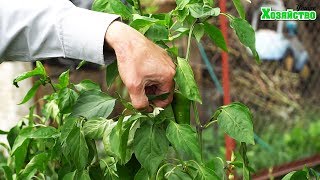 ПРОСТОЙ СПОСОБ УСКОРИТЬ И УВЕЛИЧИТЬ УРОЖАЙ ПЕРЦА