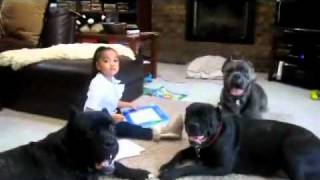 Shipley Cane Corso - 4 Year Old Playing With 3 Shipley Cane Corso's