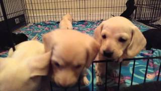 5 week old dachshund puppy fun