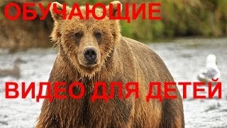 ЗВУКИ ДИКИХ ЖИВОТНЫХ - ОБУЧАЮЩИЕ ВИДЕО ДЛЯ ДЕТЕЙ И МАЛЫШЕЙ