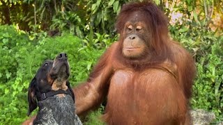 CUTE ANIMALS BEING FRIENDS in New Android Ad  | What's Trending Now