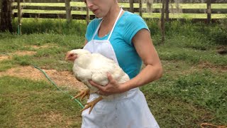 From the Coop to the Cooler - Raising Meat Chickens
