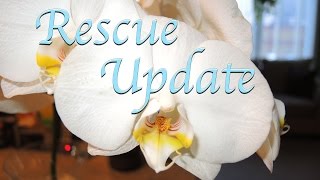 Rescue Phalaenopsis Update - And other Phal's in Bloom