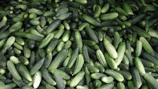 Огурцы. Как повысить урожайность огурцов? Как получить максимальный урожай огурцов?