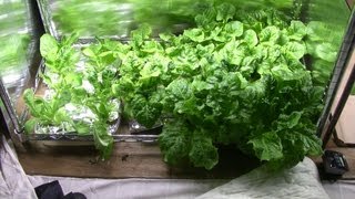 【水耕栽培】ペットボトル水耕栽培の方法2　Hydroponics in pet bottle2