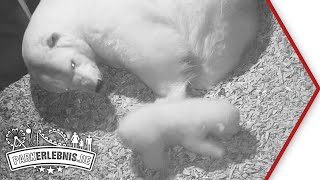 Eisbär-Baby im Erlebnis-Zoo Hannover lernt laufen