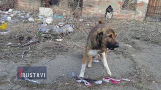 სხვა რუსთავი - ვინ ძარცვავს სასაფლაოებს?