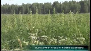 На территории "Маяка" выкосили поле конопли