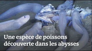 Des poissons-limaces découverts dans les abysses