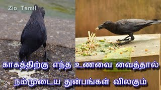 காகத்திற்கு எந்த உணவை வைத்தால் நம்முடைய துன்பங்கள் விலகும்