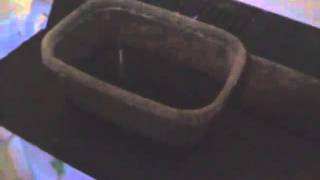killifish hatching day1.3g2