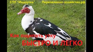 Ощипать утку на перосъемном СПУ "Индоутка"