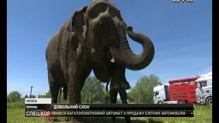 Як у Чернівцях на автомийці мили слона