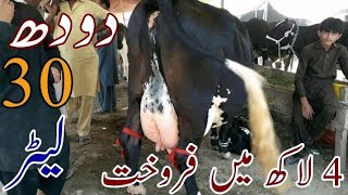 Australian Frezian Cow Sale Out 4 Lakh In Janwar Mandi Doli Shaeed Jhang Malomor