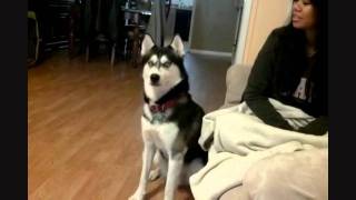 Siberian Husky has an Attitude!