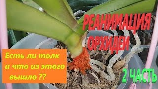 ?Реанимация орхидеи 2. Незримое.?