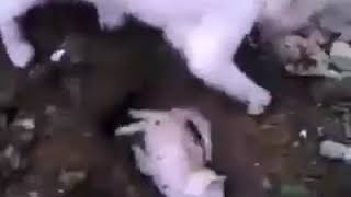 Seekor induk kucing yang mengubur anaknya sendiri