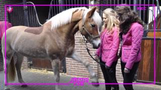 Mijn allergrootste vriend - JUMP! afl. 2 Manege de Steenenkamer