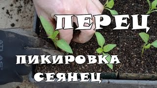 Пикировка рассады перца