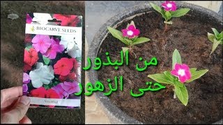 زراعة الورد من البذور حنى الزهرة Rose planting 玫瑰种植 गुलाब का पौधा