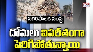 దోమలు విపరీతంగా పెరుగుపోతున్నాయి : Public Complaints On Miryalaguda Municipality | CVR NEWS