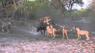 The Kill: 20 Lions Take One Buffalo