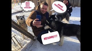 Экстрим клуб "Быстрай" Часть 2. Катание на хаски, конное пробежка и прогулка по клубу.