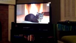 Our cat Luna scared of Lil Bub Yule Log