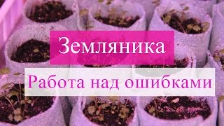 Рассада земляники. Работа над ошибками.